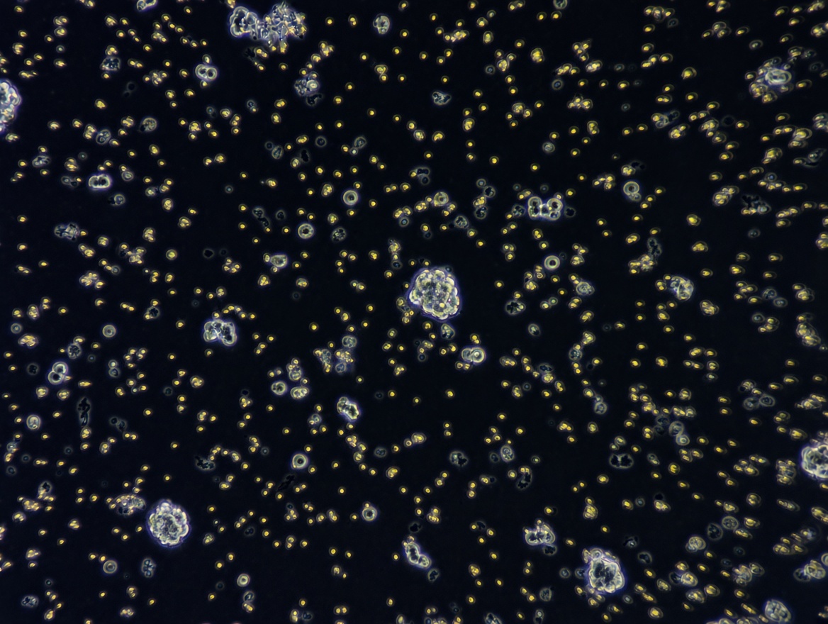 OMNIA co-cultivated biomass under microscopy